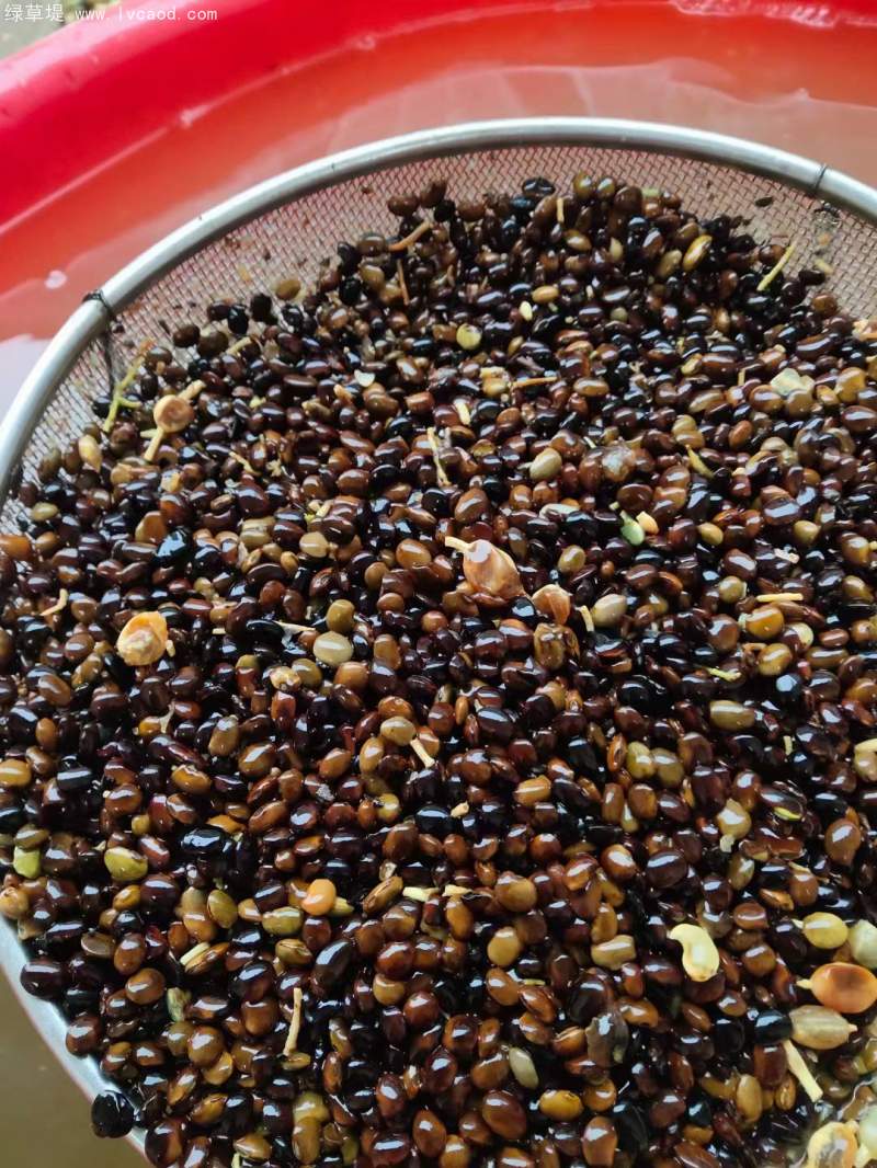 國槐種子 國槐種子