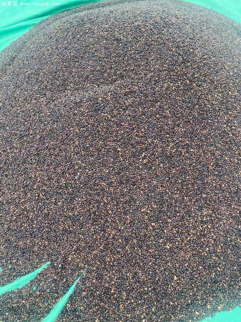 國槐種子 國槐種子