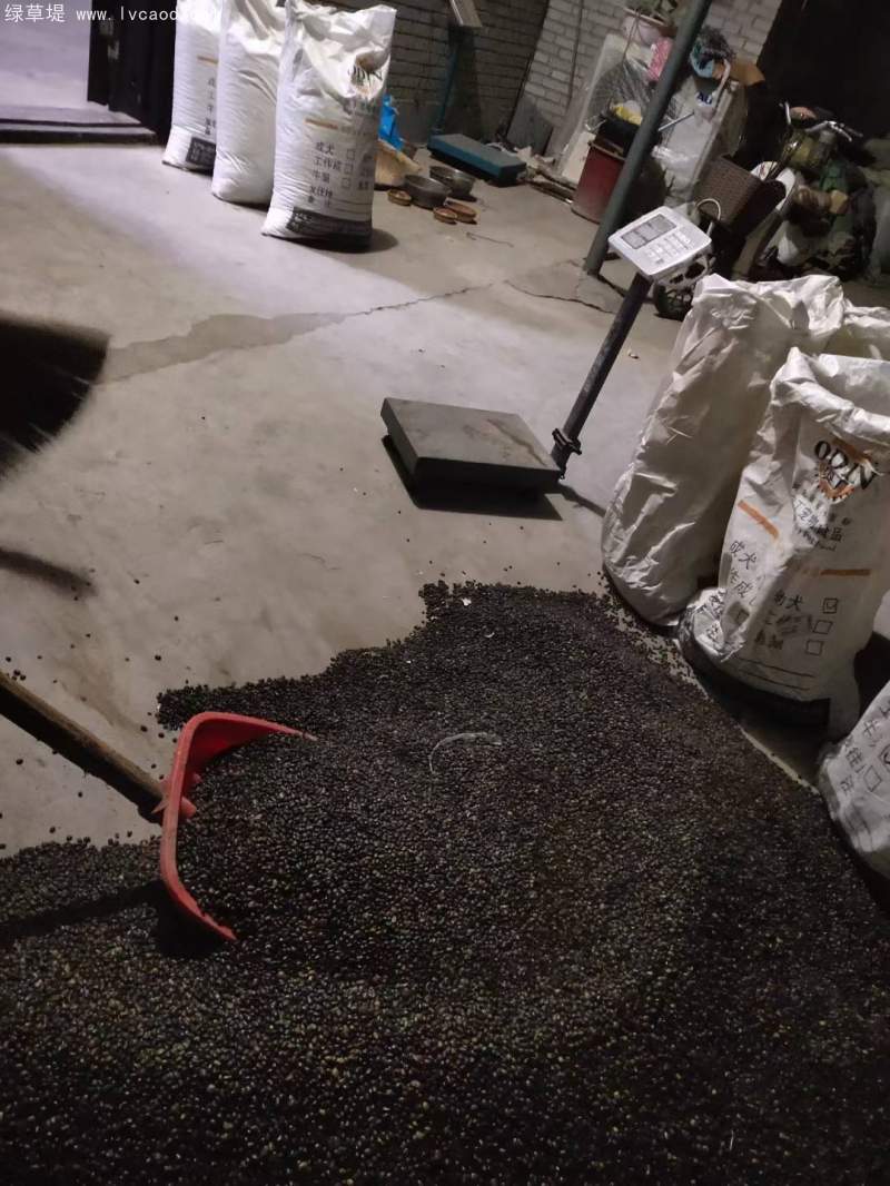 國槐種子 國槐種子