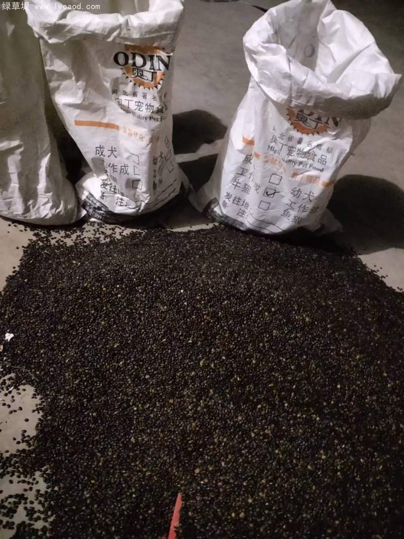 國槐種子 國槐種子