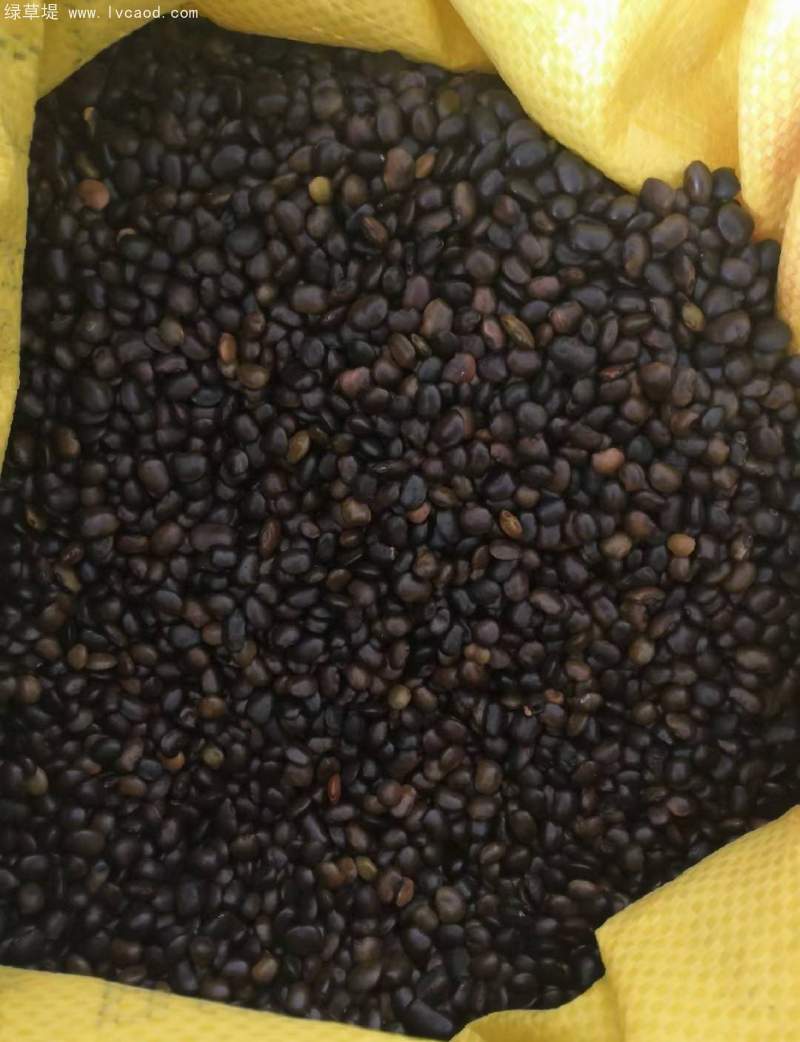 國槐種子 國槐種子