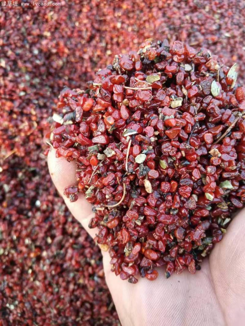 海桐種子 海桐種子