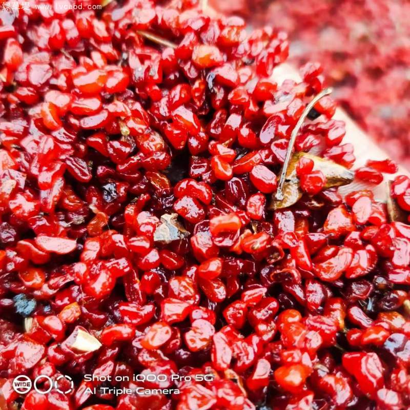 海桐種子 海桐種子