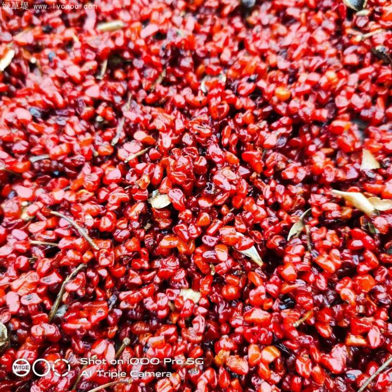 海桐種子 海桐種子