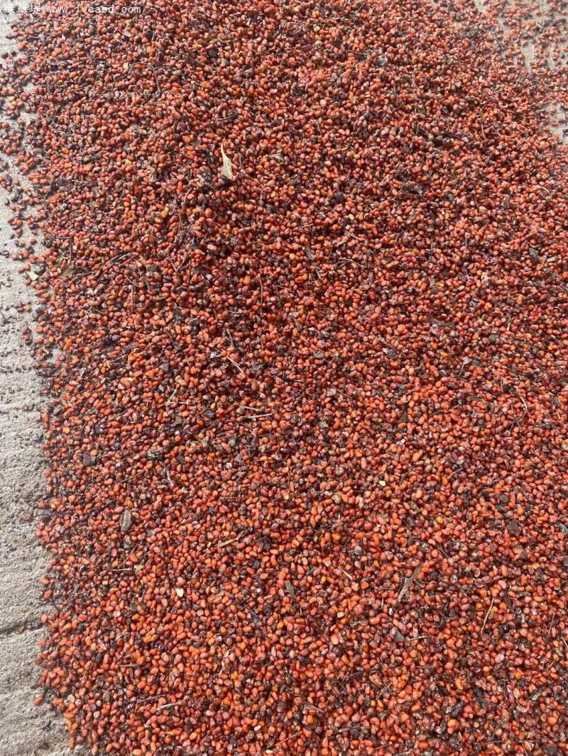 海桐種子 海桐種子