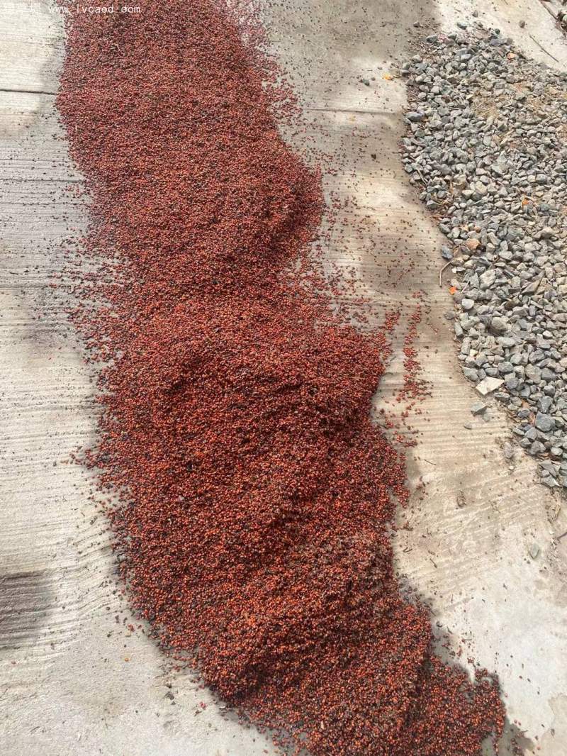 海桐種子 海桐種子