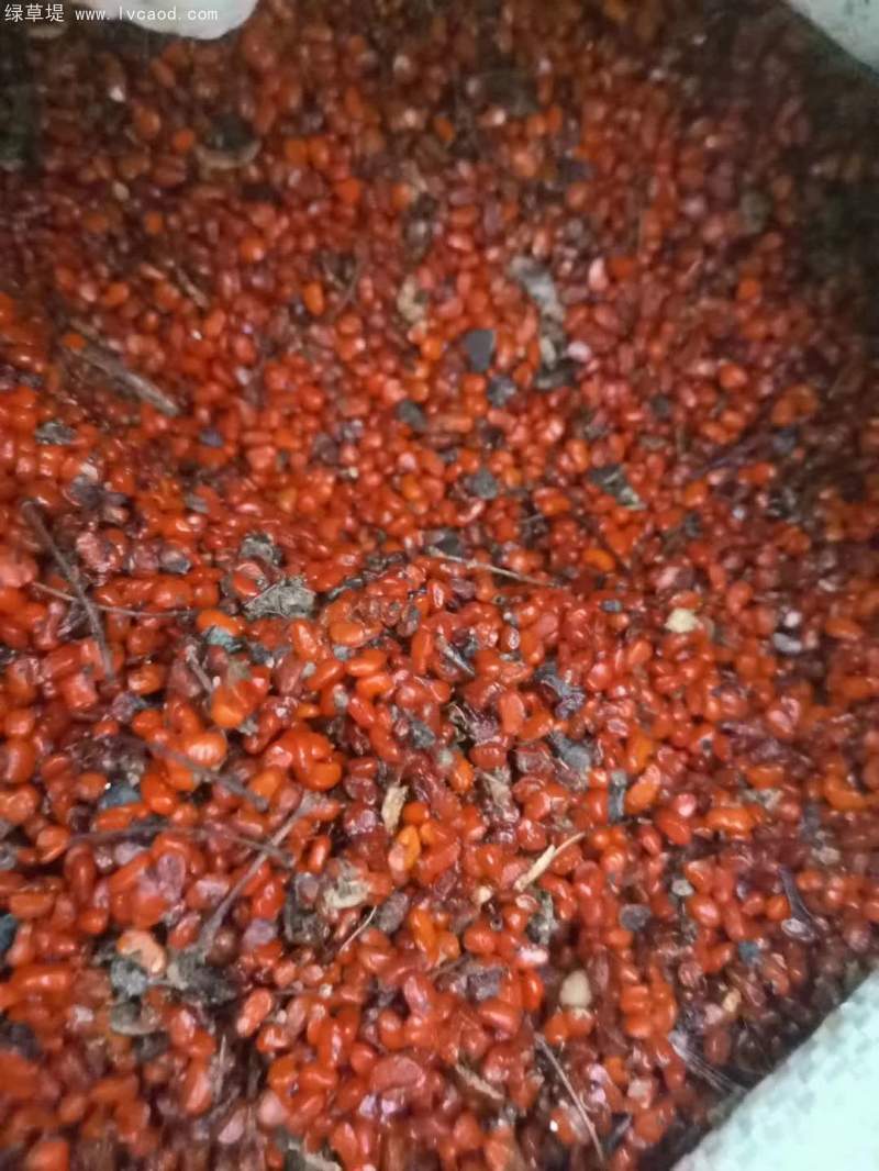 海桐種子 海桐種子