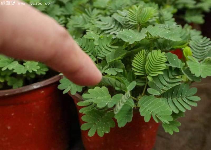 含羞草盆栽 含羞草盆栽