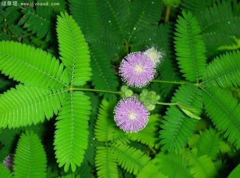 含羞草葉子花朵 含羞草葉子花朵