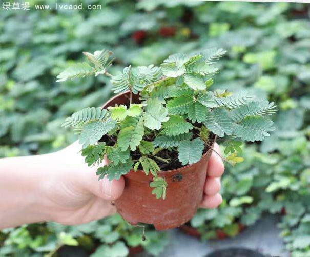 含羞草盆栽 含羞草盆栽