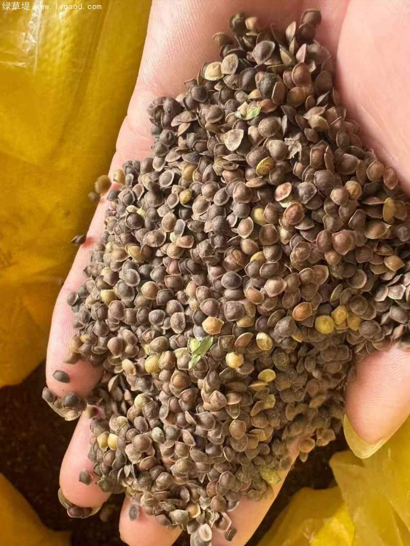 含羞草種子 含羞草種子