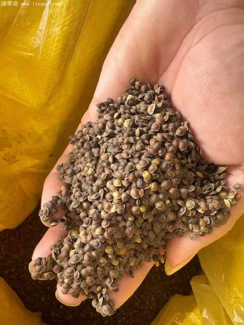 含羞草種子 含羞草種子