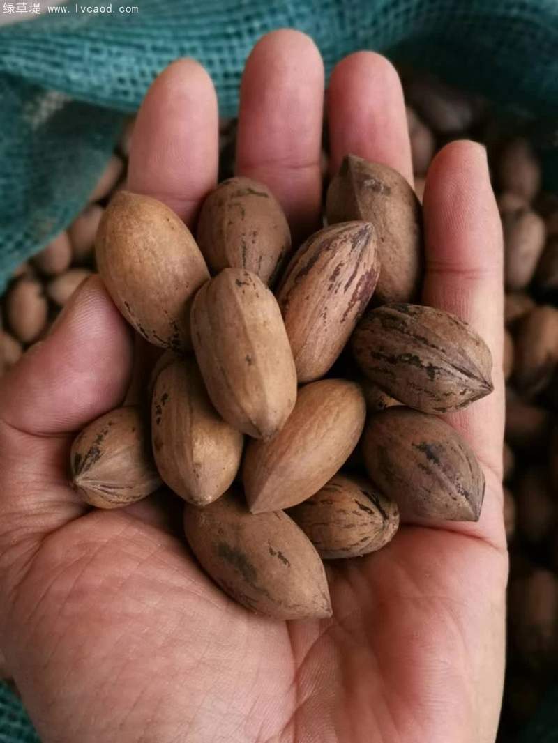 核桃種子 核桃種子