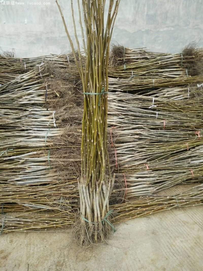 核桃樹苗 核桃樹苗