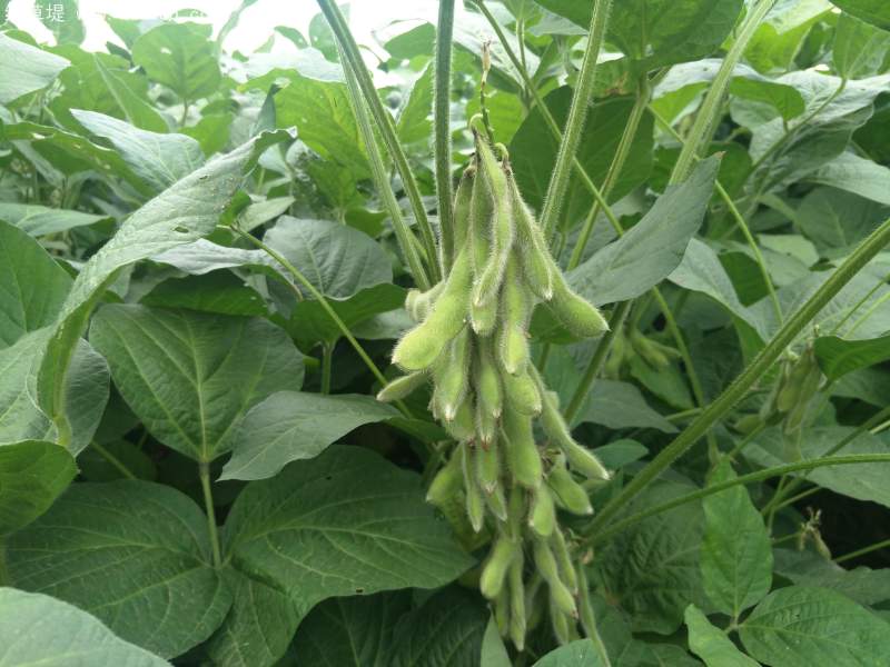 黑豆植株豆苗 黑豆植株豆苗