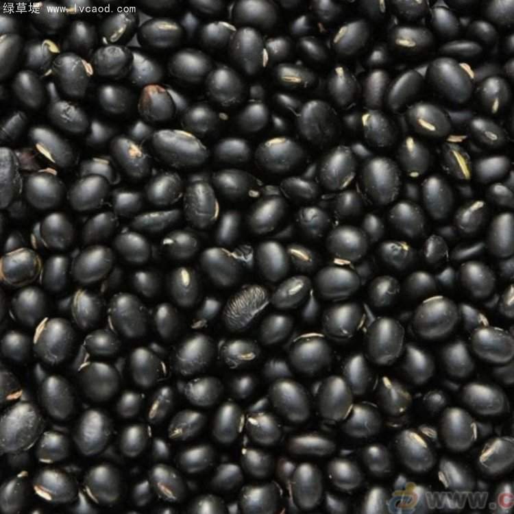 黑豆種子 黑豆種子