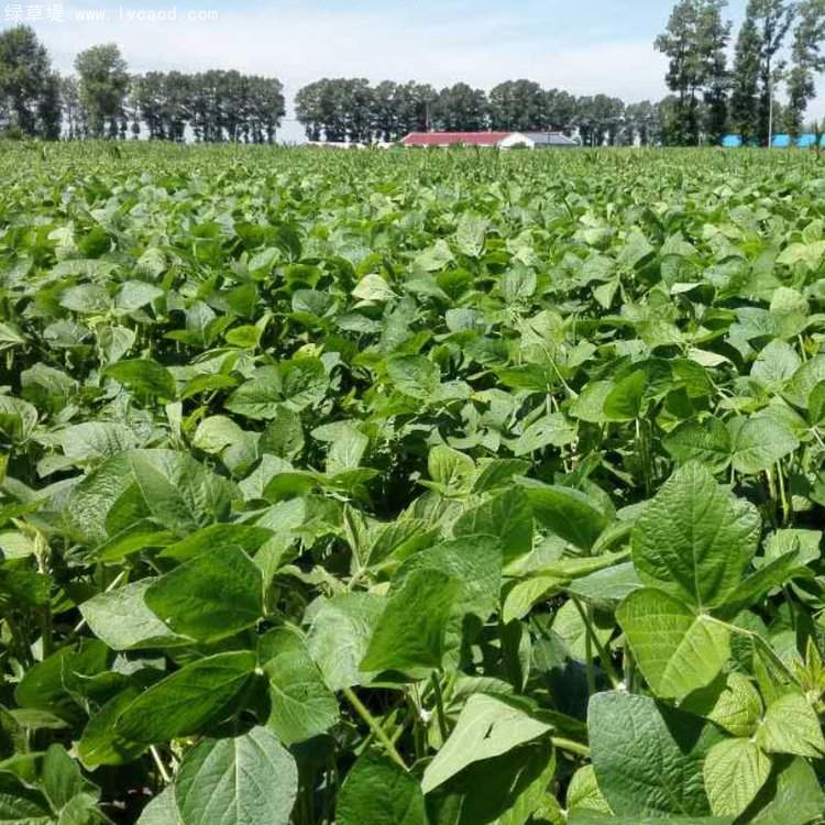 黑豆植株豆苗 黑豆植株豆苗