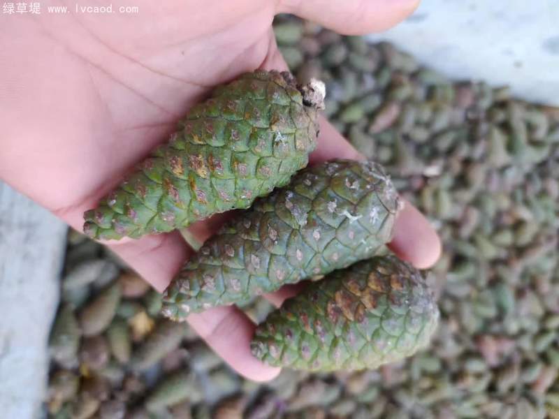 黑松種子外殼松塔