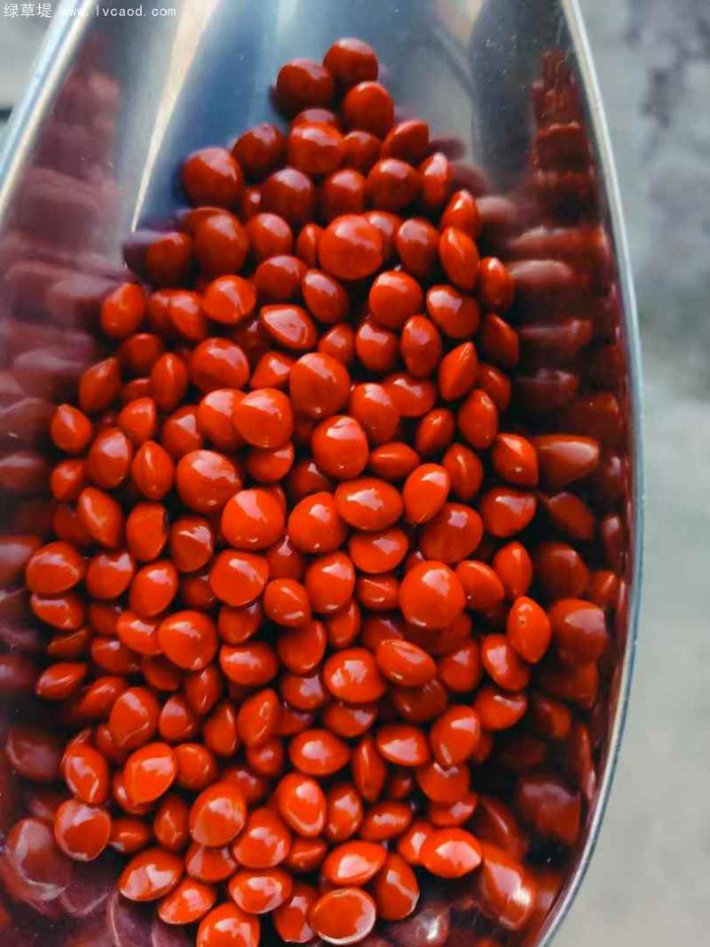 紅豆種子 紅豆種子