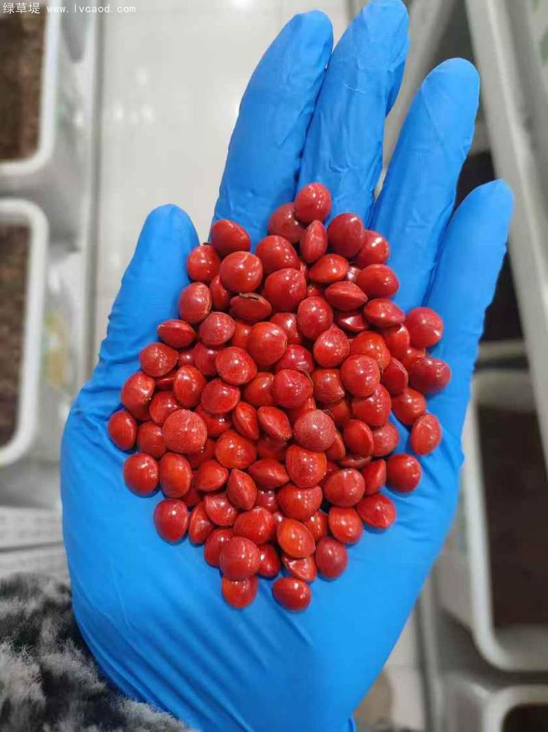 紅豆種子 紅豆種子