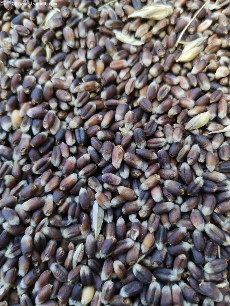 黑小麥種子 黑小麥種子