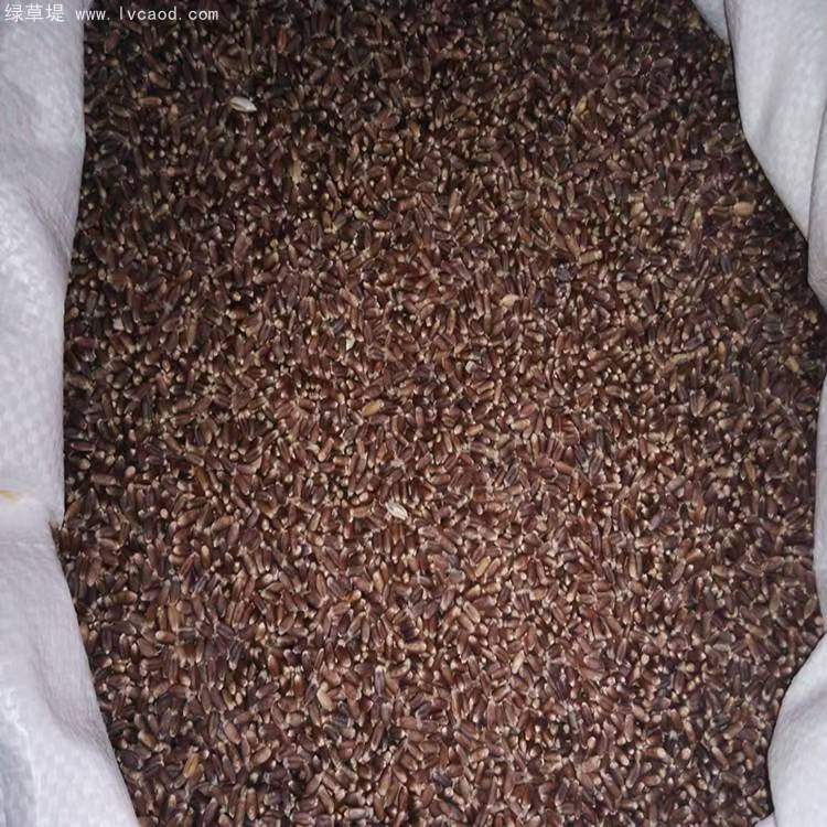 黑小麥種子 黑小麥種子