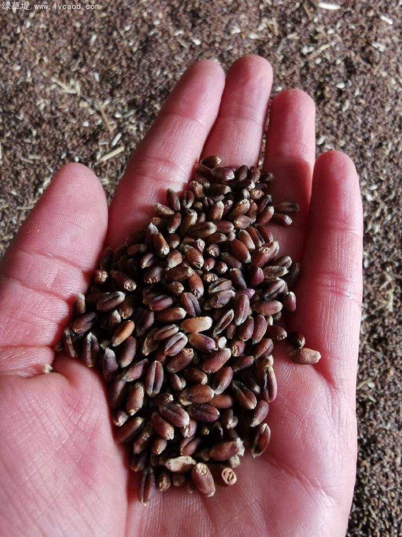 黑小麥種子 黑小麥種子