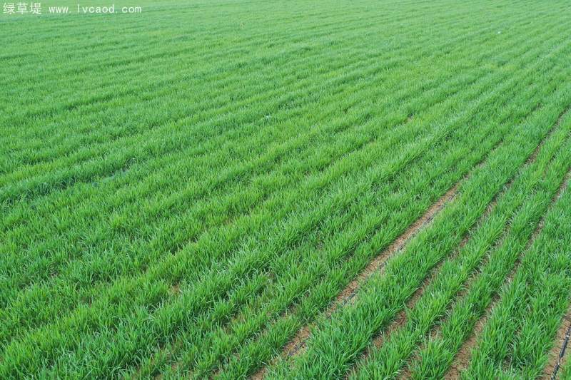 黑小麥苗 黑小麥苗