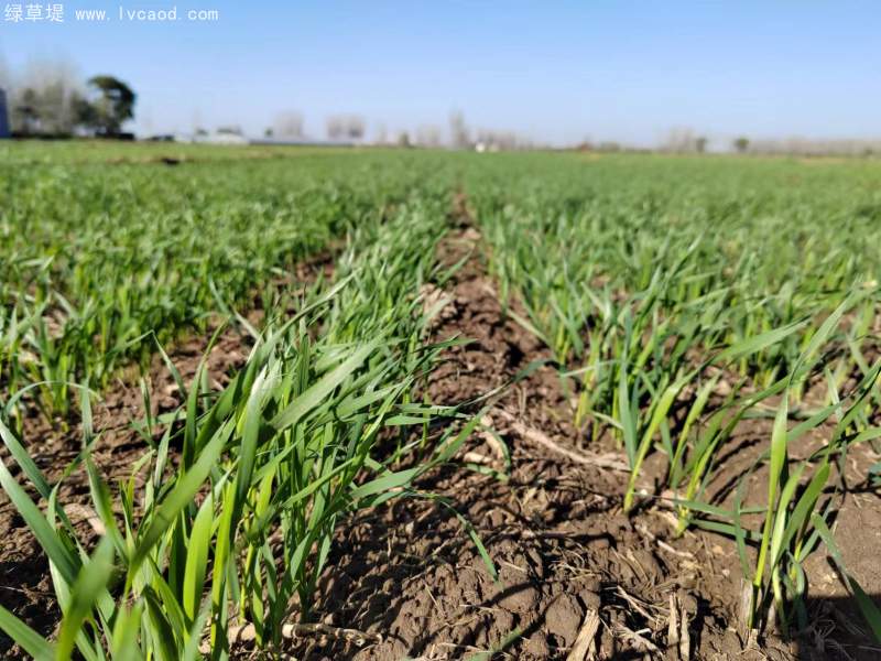黑小麥苗 黑小麥苗