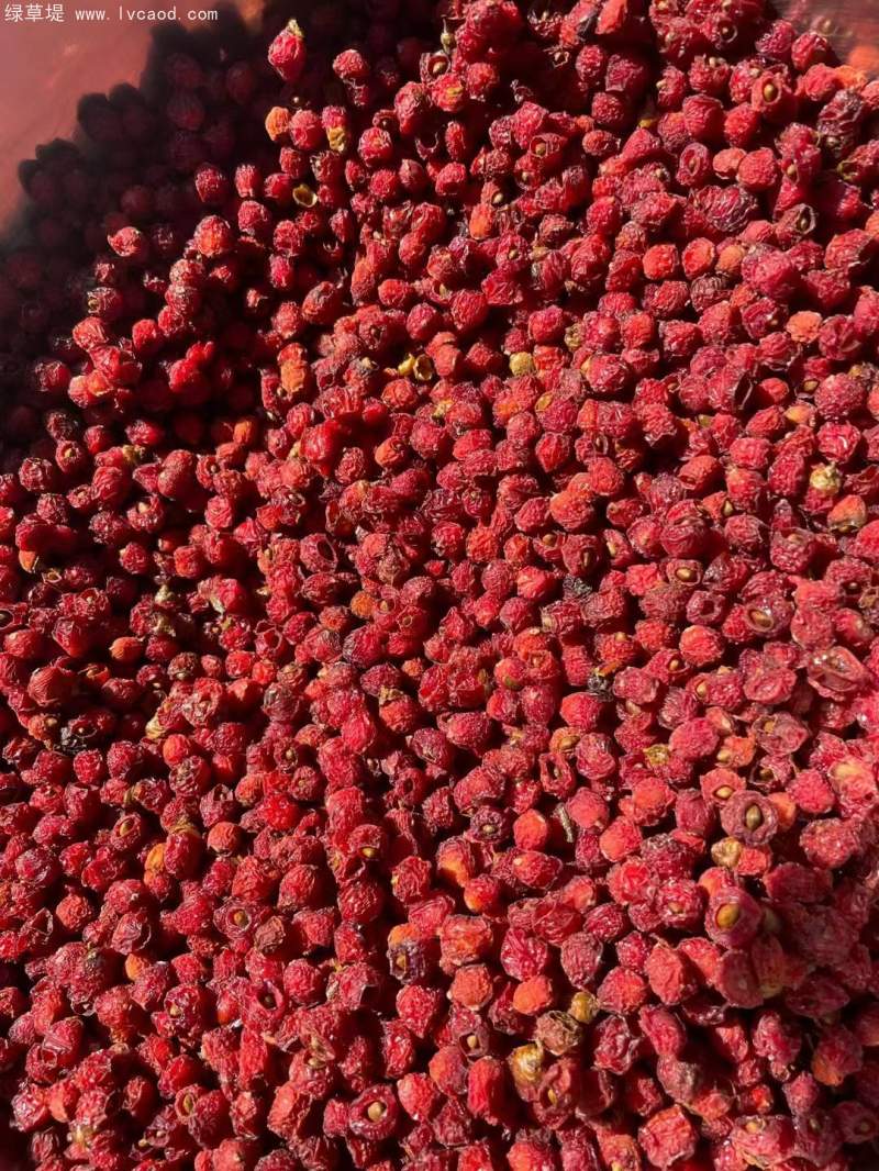 紅豆杉種子 紅豆杉種子