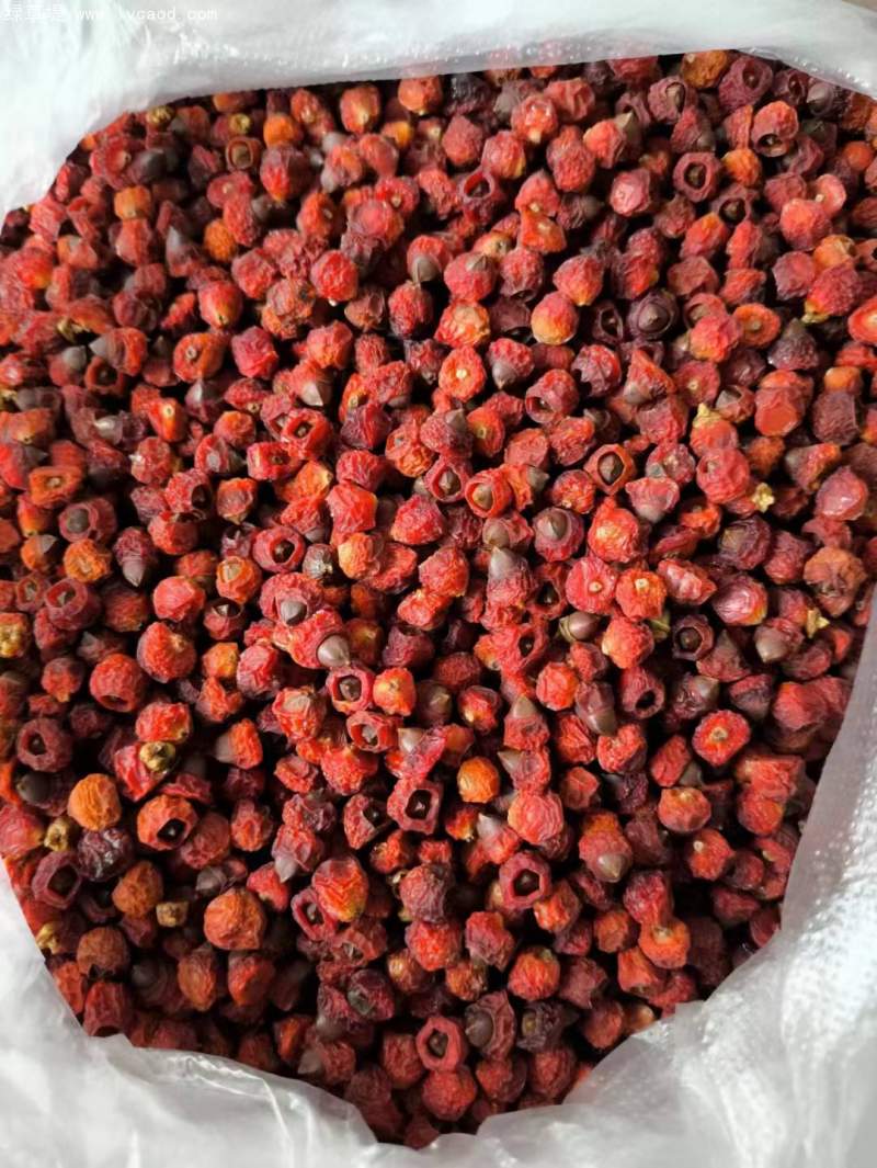 紅豆杉種子 紅豆杉種子