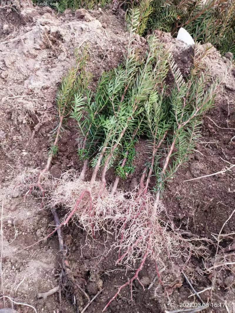 紅豆杉樹苗 紅豆杉樹苗