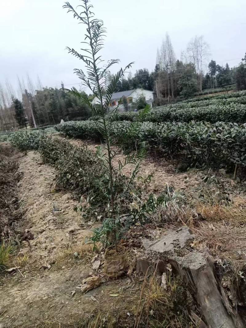 紅豆杉樹苗 紅豆杉樹苗