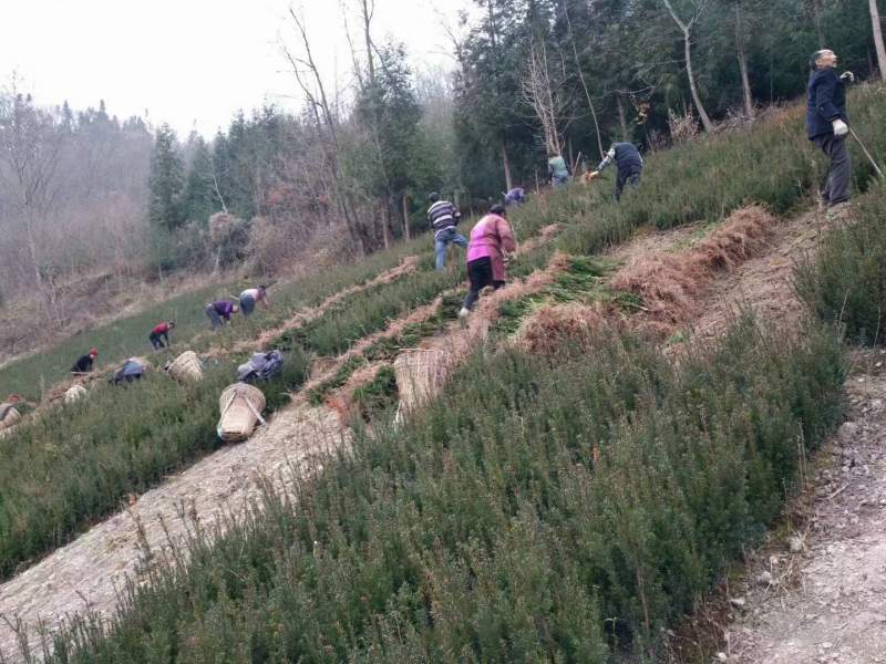 紅豆杉樹苗 紅豆杉樹苗