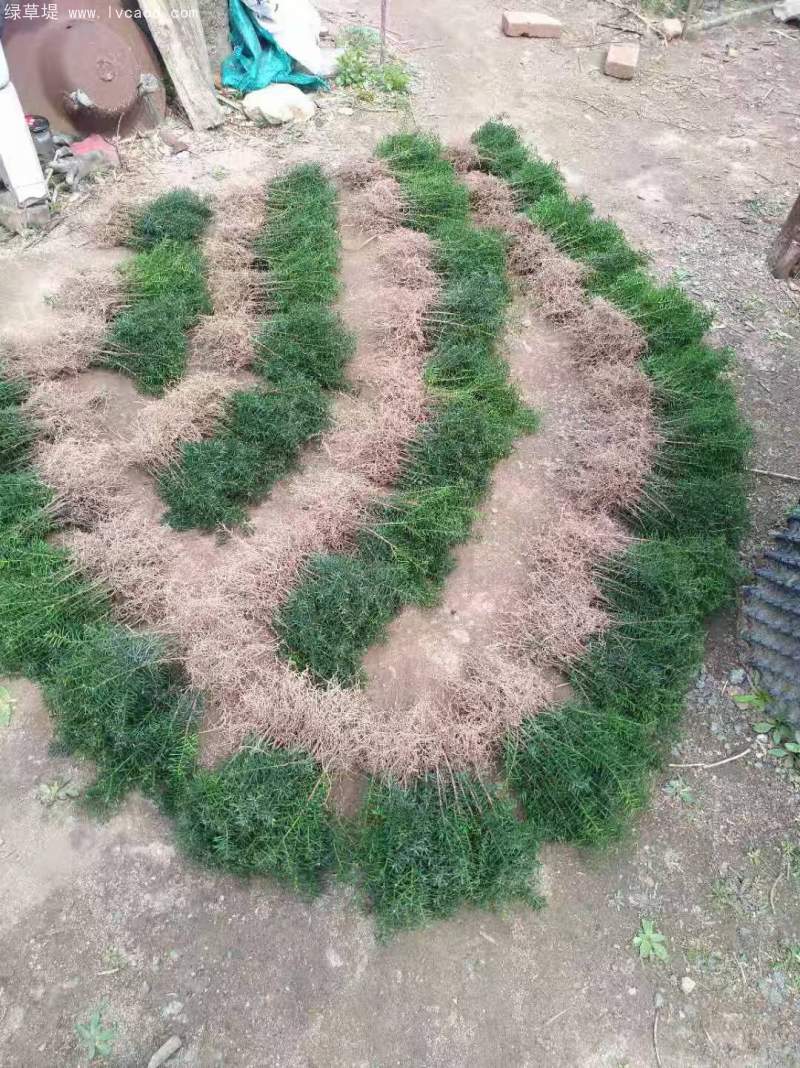 紅豆杉樹苗 紅豆杉樹苗