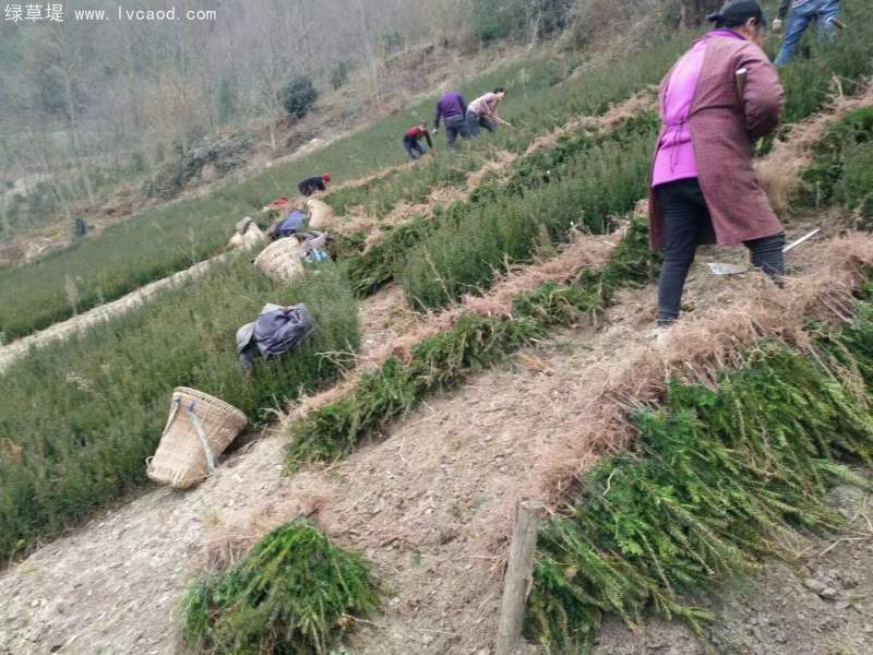 紅豆杉樹苗 紅豆杉樹苗