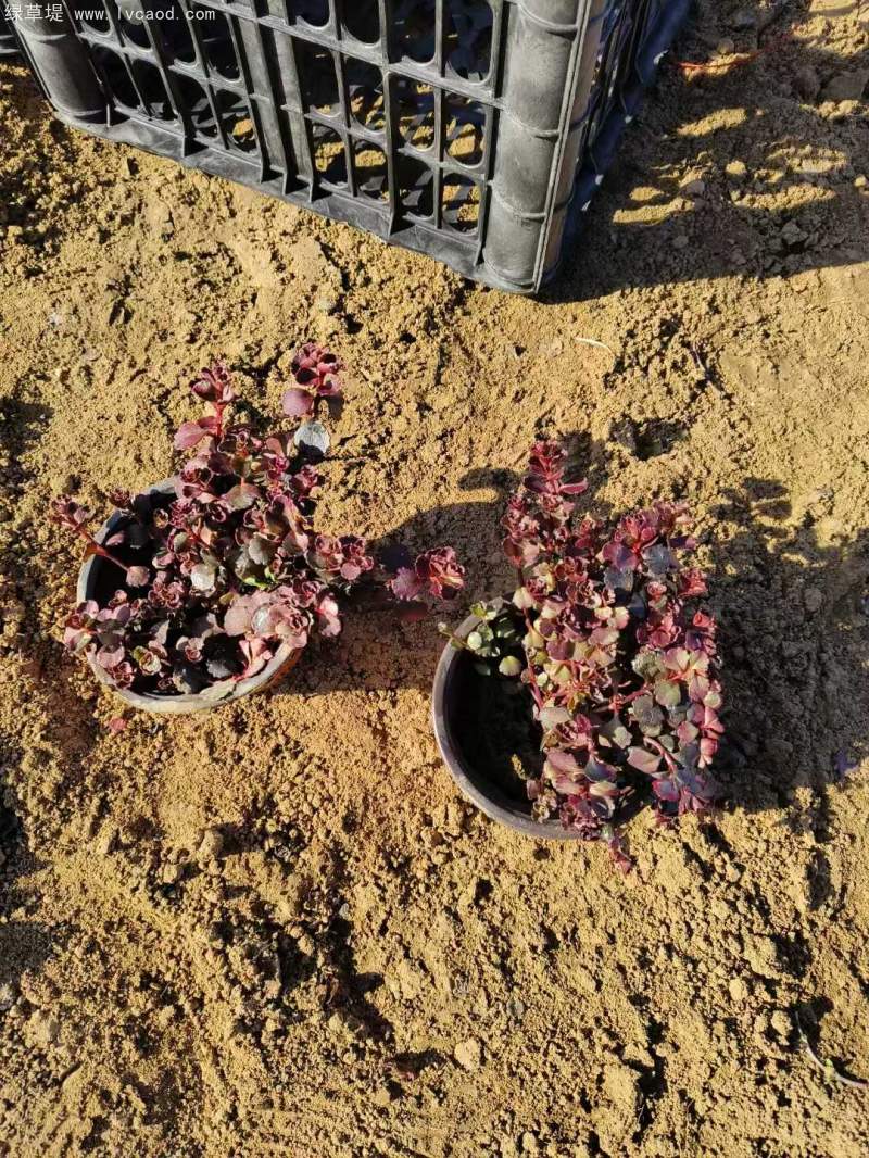 紅景天盆栽杯苗