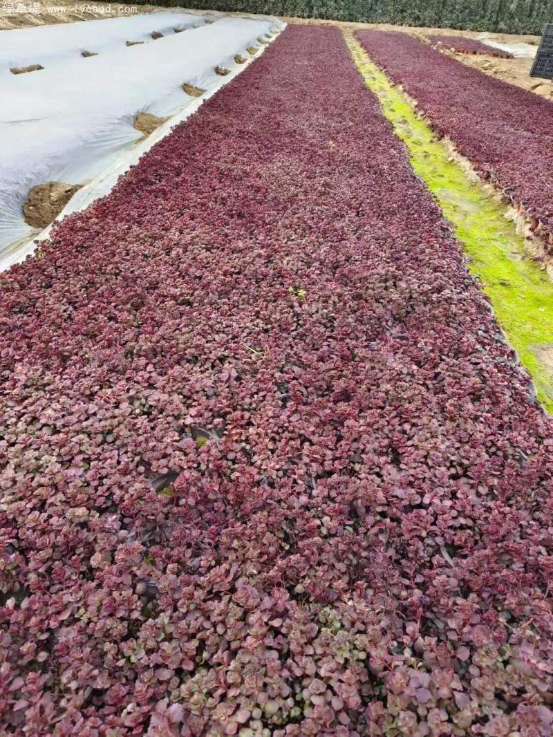 紅景天盆栽杯苗