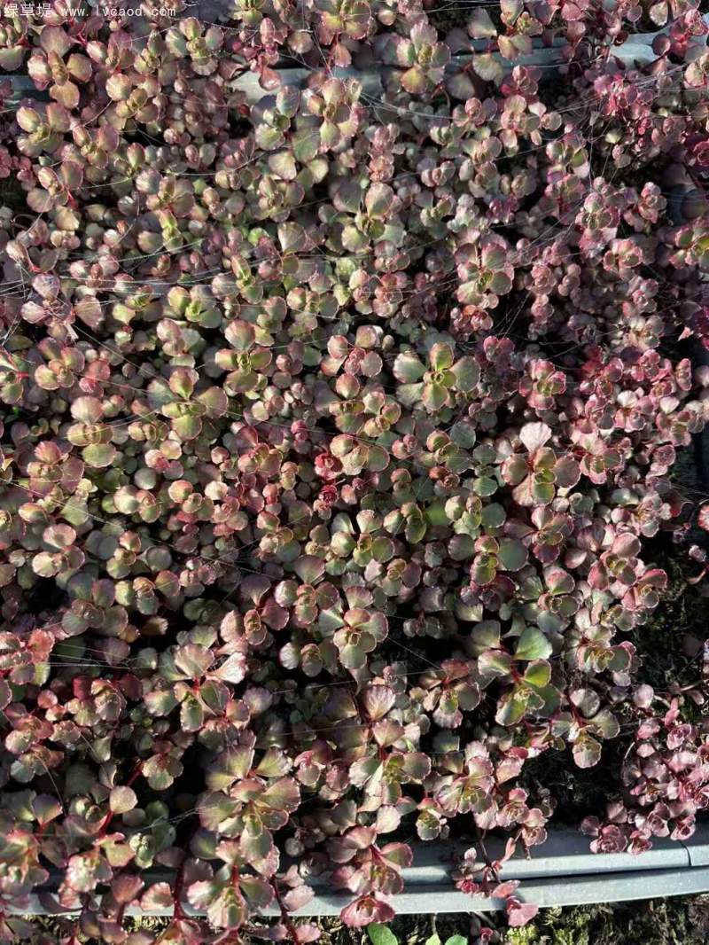 紅景天盆栽杯苗方盤(pán)托盤(pán)