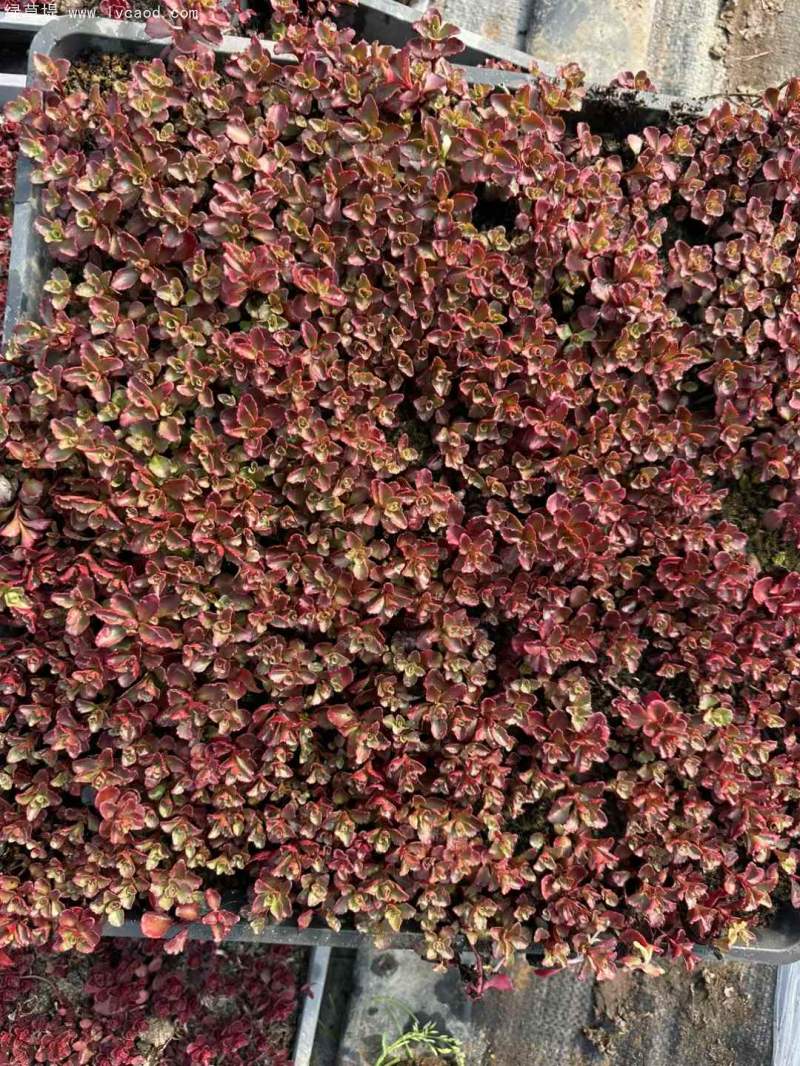 紅景天盆栽杯苗方盤(pán)托盤(pán)