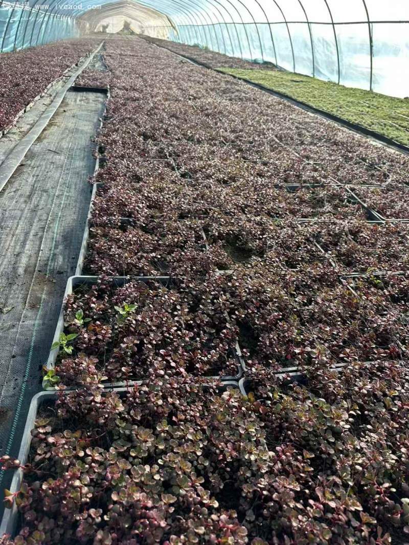 紅景天盆栽杯苗方盤(pán)托盤(pán)