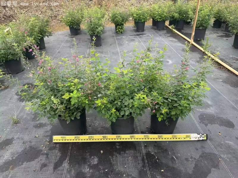 胡枝子盆栽 胡枝子盆栽