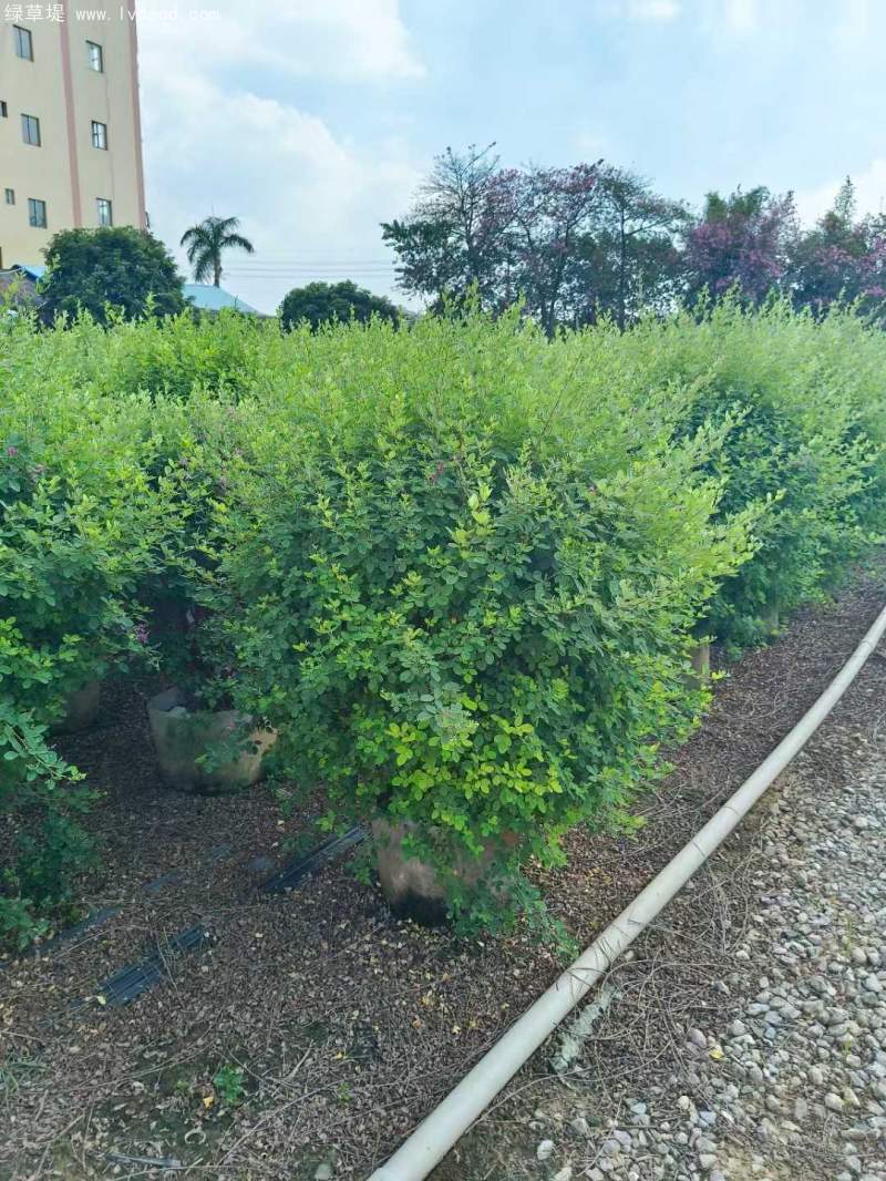 胡枝子盆栽 胡枝子盆栽