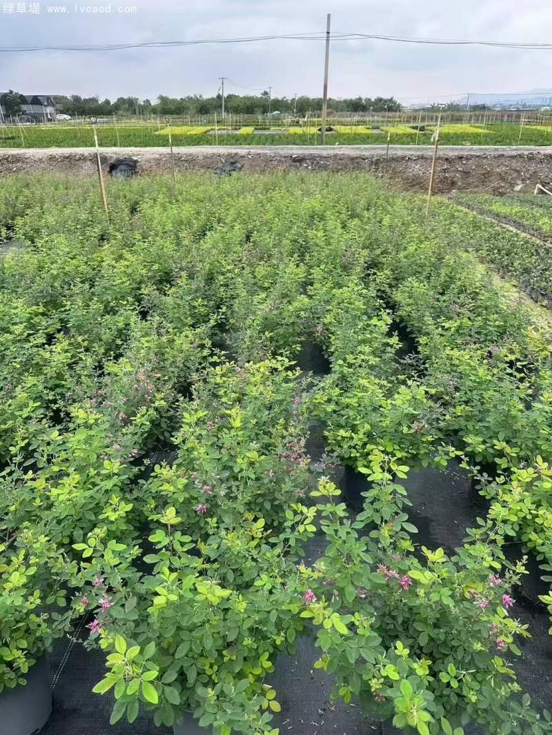 胡枝子盆栽 胡枝子盆栽