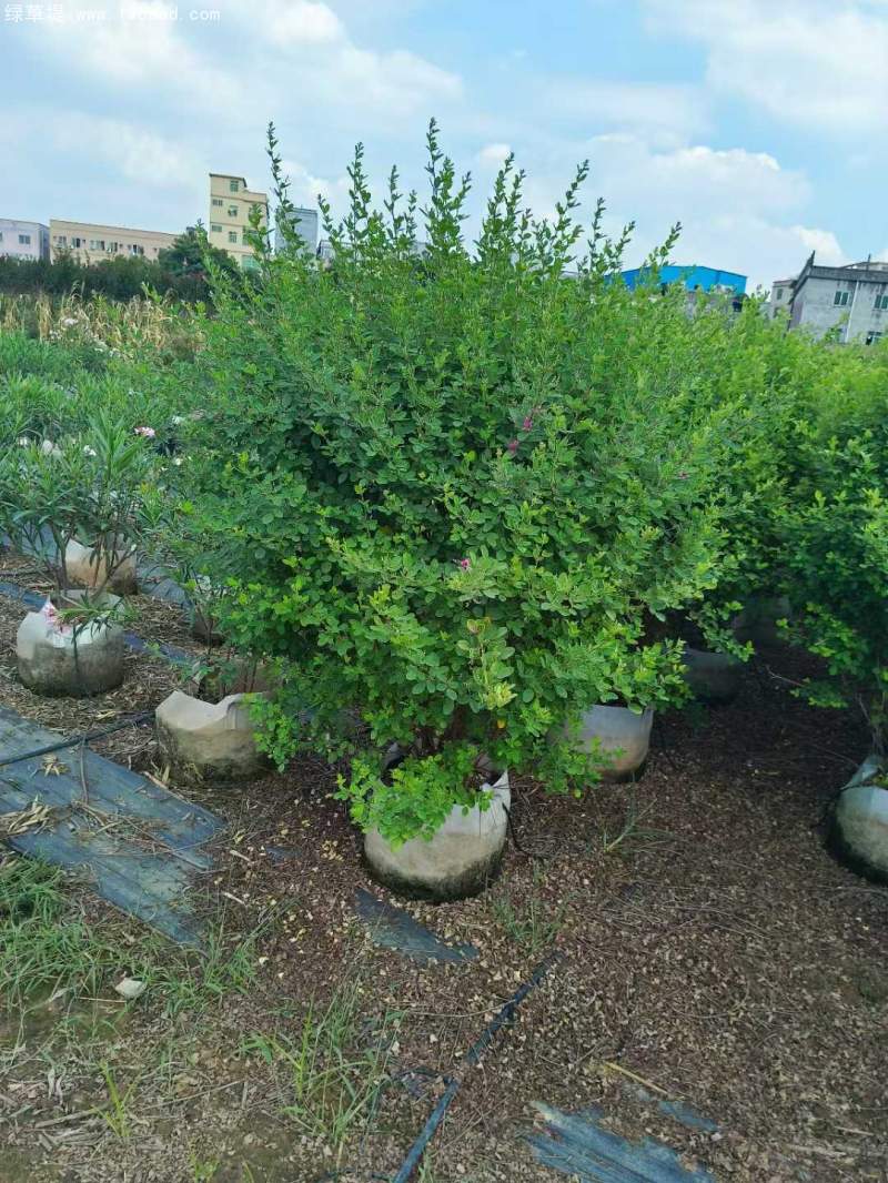 胡枝子盆栽 胡枝子盆栽