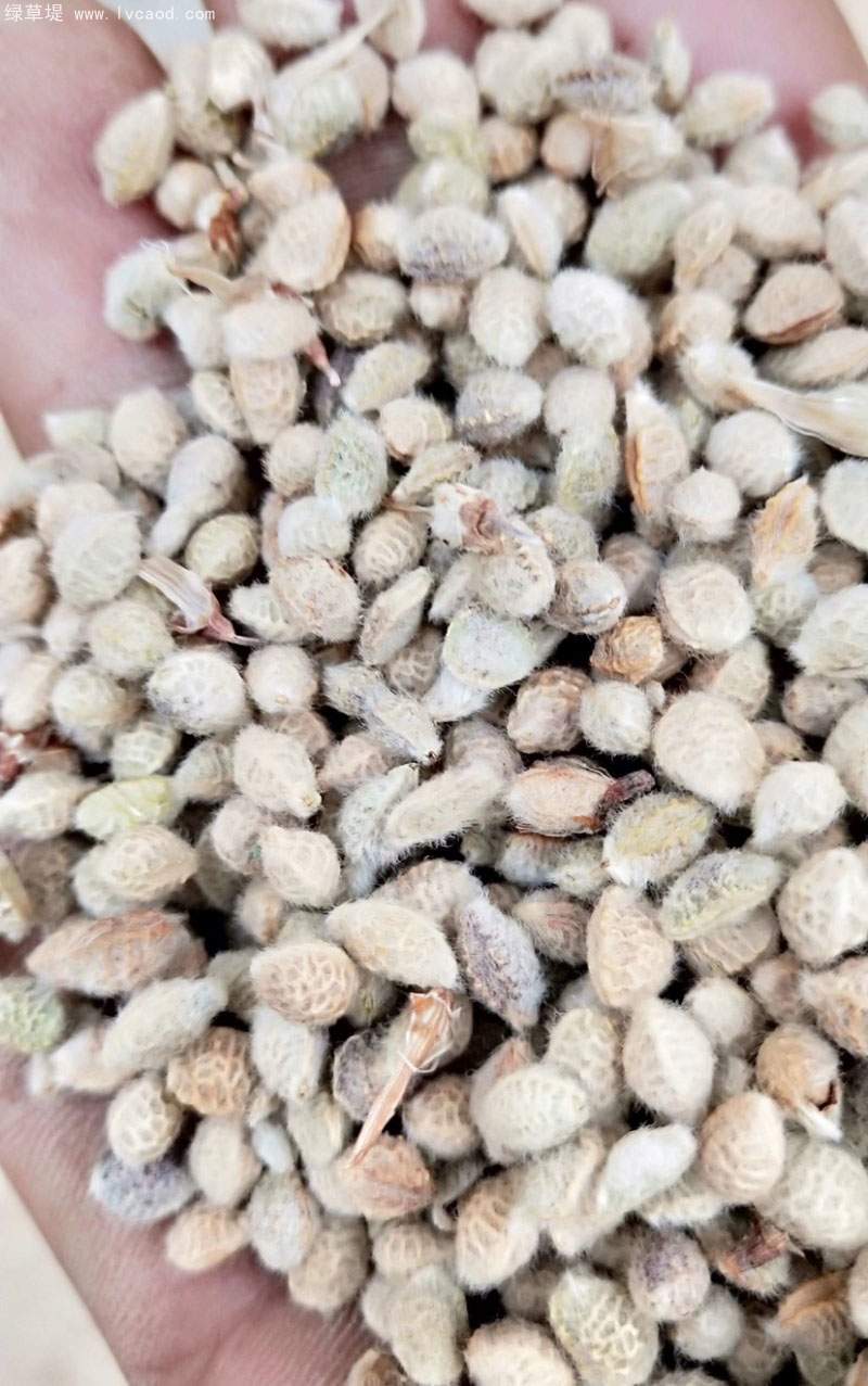 花棒種子 花棒種子