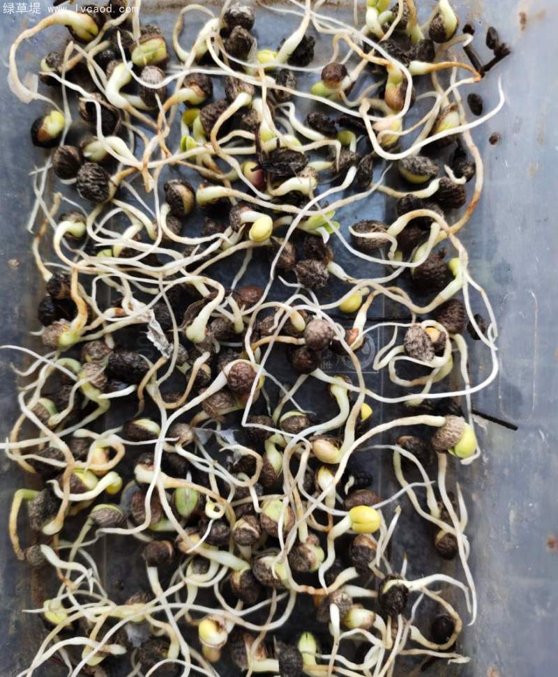 花棒種子 花棒種子