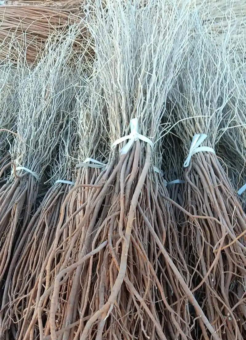 花棒樹苗 花棒樹苗