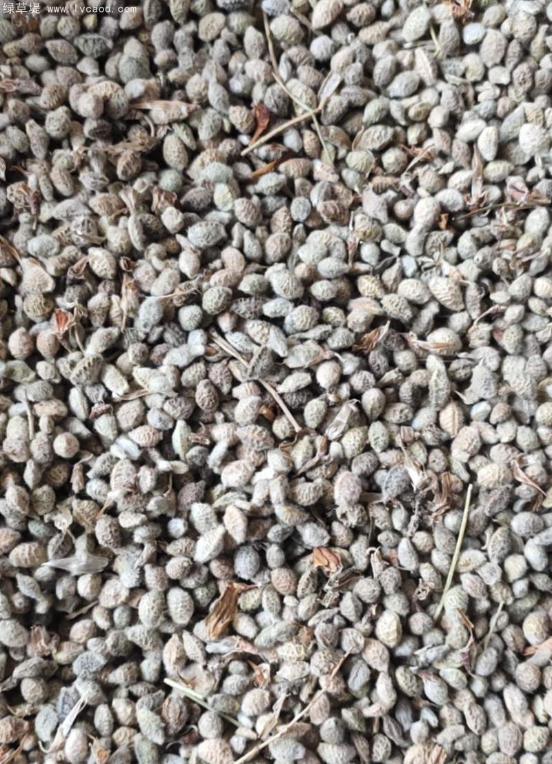 花棒種子 花棒種子