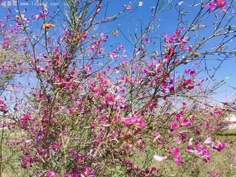 花棒花朵樹葉 花棒花朵樹葉